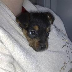 Blanding af racer Osvald