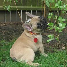 Fransk bulldog Coco Chanel