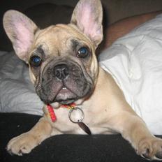 Fransk bulldog Coco Chanel