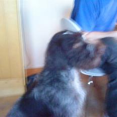 Ruhåret hønsehund † Fister † R.I.P.