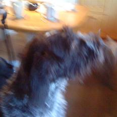 Ruhåret hønsehund † Fister † R.I.P.