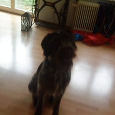 Ruhåret hønsehund † Fister † R.I.P.