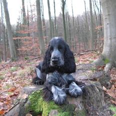 Cocker spaniel Basil