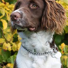 Field Trial spaniel Nougat