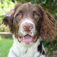 Field Trial spaniel Nougat