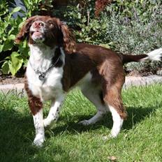 Field Trial spaniel Nougat