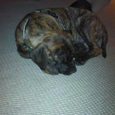 Boerboel Anasha Zanto