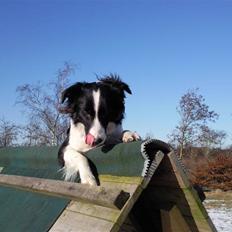 Border collie Dhina