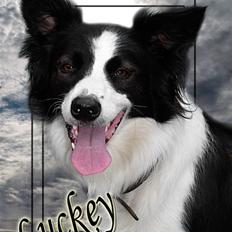 Border collie Luckey
