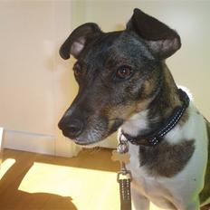 Dansk svensk gaardhund | Sputnik