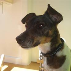 Dansk svensk gaardhund | Sputnik