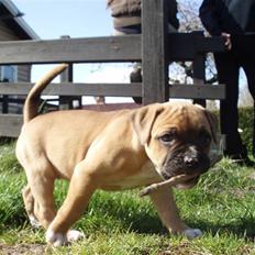 Amerikansk bulldog Fie