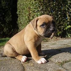 Amerikansk bulldog Fie