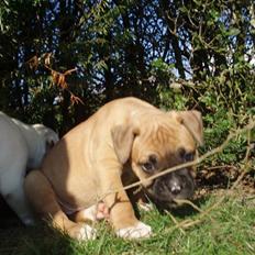 Amerikansk bulldog Fie