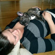 Fransk bulldog Bonzo RIP d. 7.4.10...