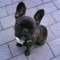 Fransk bulldog Bonzo RIP d. 7.4.10...