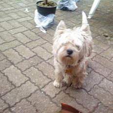 West highland white terrier Kni's Ficus Boucle(Viggo)