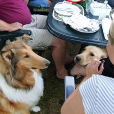 Collie langhåret Scarlett ( død 2010)