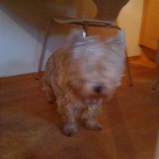 West highland white terrier Kni's Ficus Boucle(Viggo)