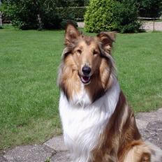 Collie langhåret Scarlett ( død 2010)
