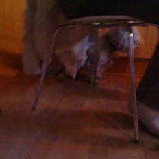 West highland white terrier Kni's Ficus Boucle(Viggo)