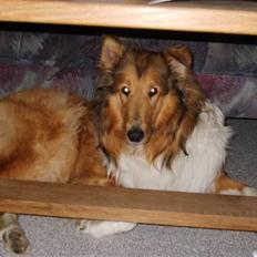 Collie langhåret Scarlett ( død 2010)