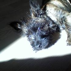 Cairn terrier Minnie