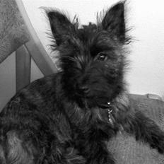 Cairn terrier Minnie