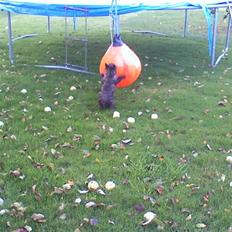 Cairn terrier Minnie