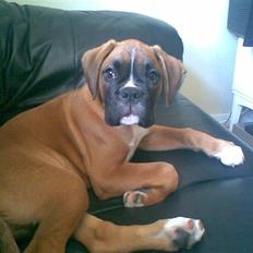 Boxer FREY