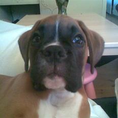 Boxer FREY