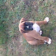 Boxer FREY