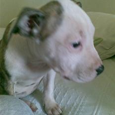 Blanding af racer taiki