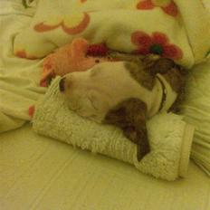 Blanding af racer taiki