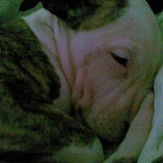 Blanding af racer taiki