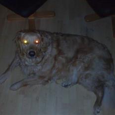 Golden retriever | Zento - 