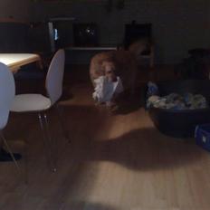 Golden retriever | Zento - 