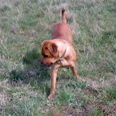 Blanding af racer Reja