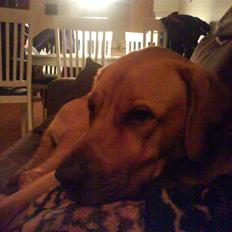 Blanding af racer Reja