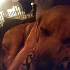 Blanding af racer Reja