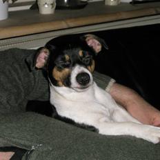 Jack russell terrier Tulle