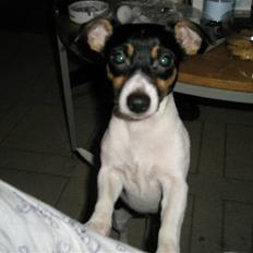 Jack russell terrier Tulle