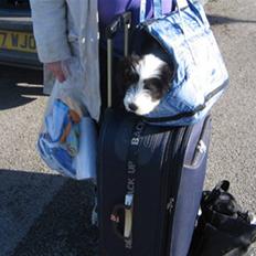 Bearded collie Bernie