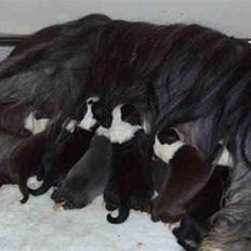 Bearded collie Bernie