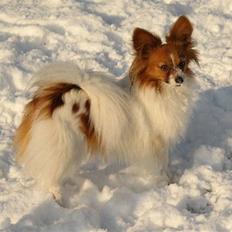 Papillon Thygesminde's Unique