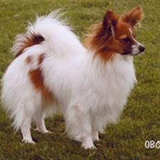 Papillon Thygesminde's Unique