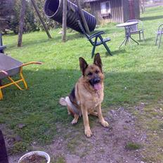 Schæferhund freja <"33