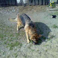 Schæferhund freja <"33