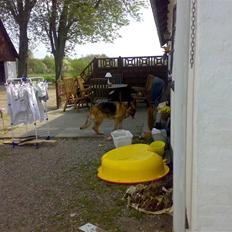 Schæferhund freja <"33