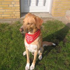 Labrador retriever Valdi
